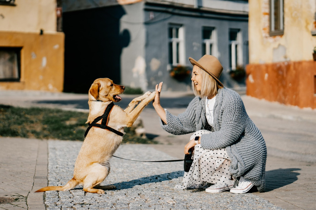 comfortable mature dog beside owner