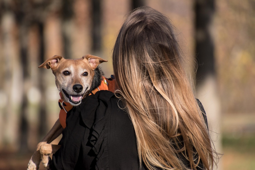 mature dog relaxing with owner at home