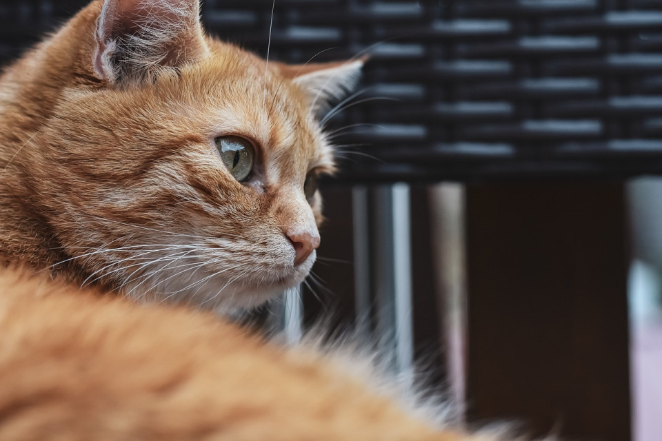 relaxed cat at home